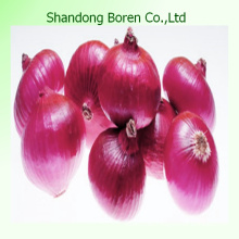 2015 Shandong Vegetales Cebolla Roja